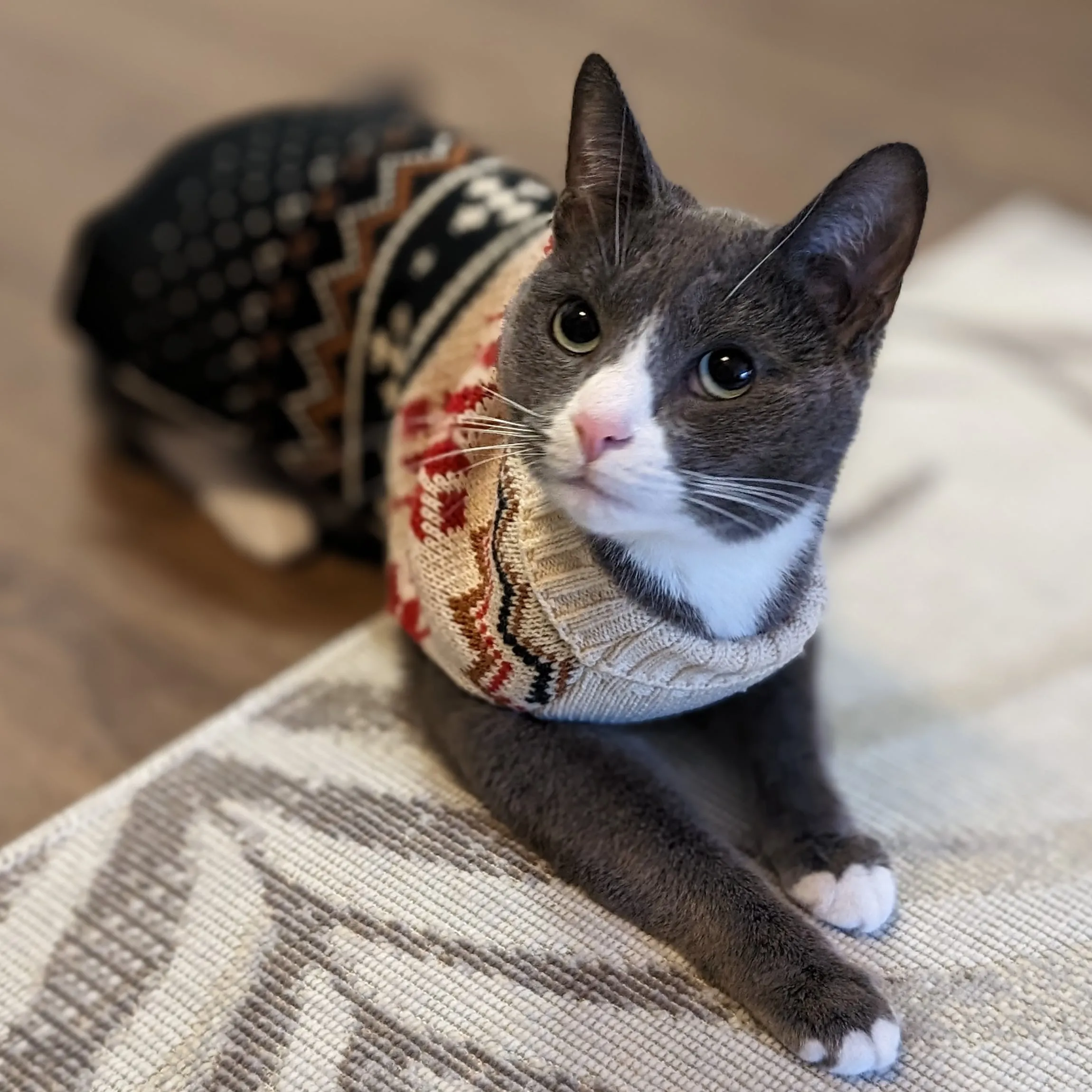 Pekoe the cat in her holiday sweater